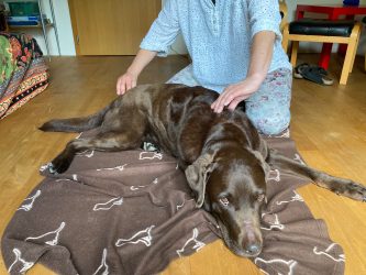 shiatsu für Tiere