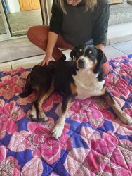 Laica ist voll dabei